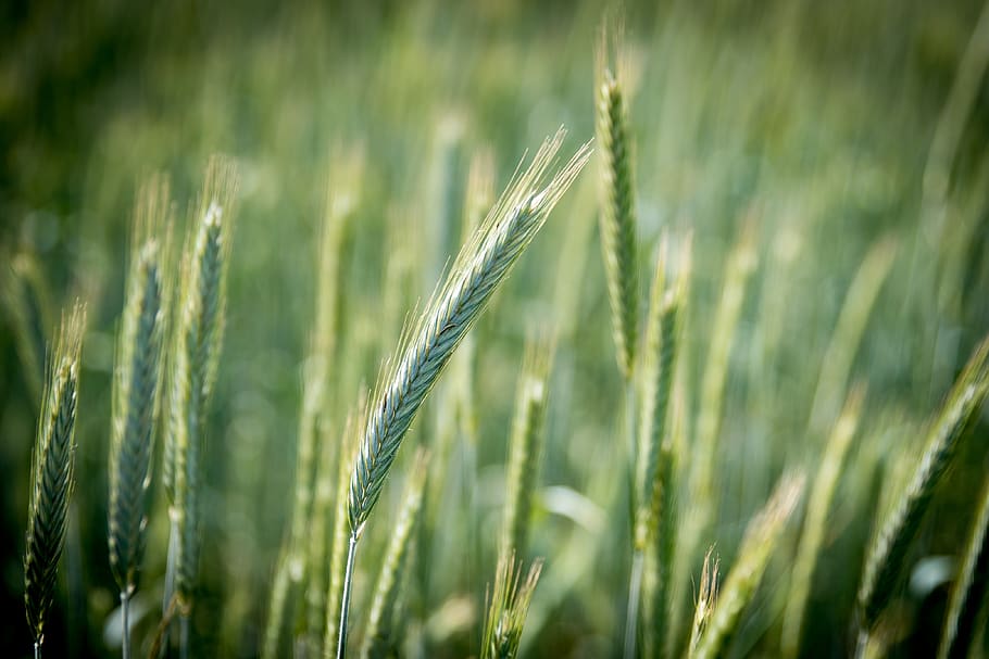 rye, cereals, field, ear, nourishing rye, bread, food, rye field, arable, agriculture