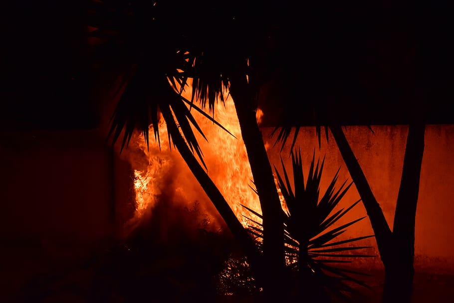 fire, palm trees, brand, flame, red, dangerous, heat, burning, fire - natural phenomenon, heat - temperature
