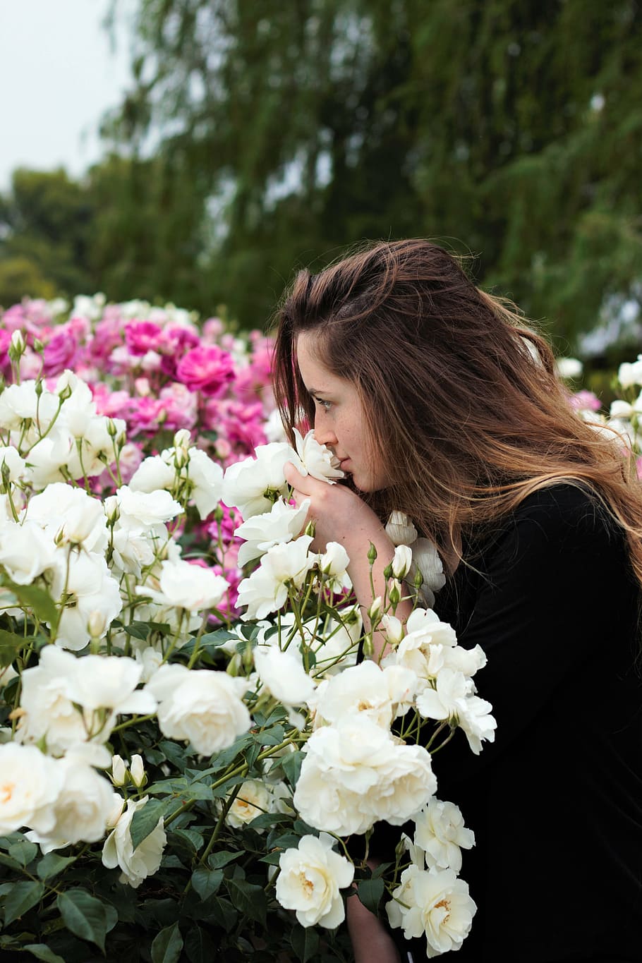 closeup, foto, wanita, berbau, putih, mawar, bunga, menghirup bunga, mengendus mawar, muda