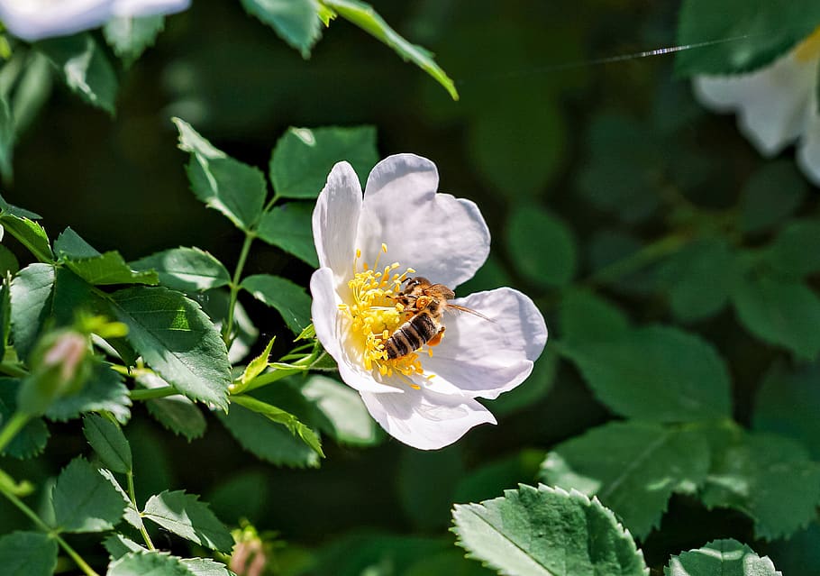 bee, rose, petals, summer, flower, flowering plant, animal themes, animal, animal wildlife, insect