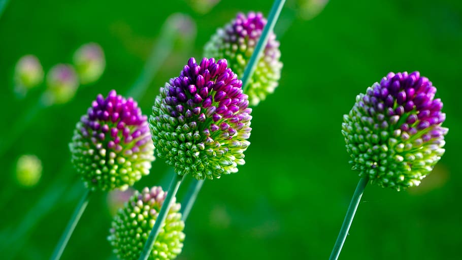 leek greenhouse, blossom, bloom, flower ball, purple, flower, flowering plant, plant, close-up, beauty in nature