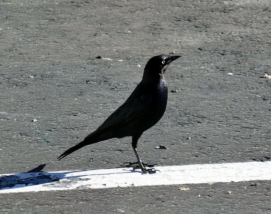 pássaro preto, preto, pássaro, pássaro em pé, no asfalto, na estrada, animal, animais selvagens, natureza, temas animais
