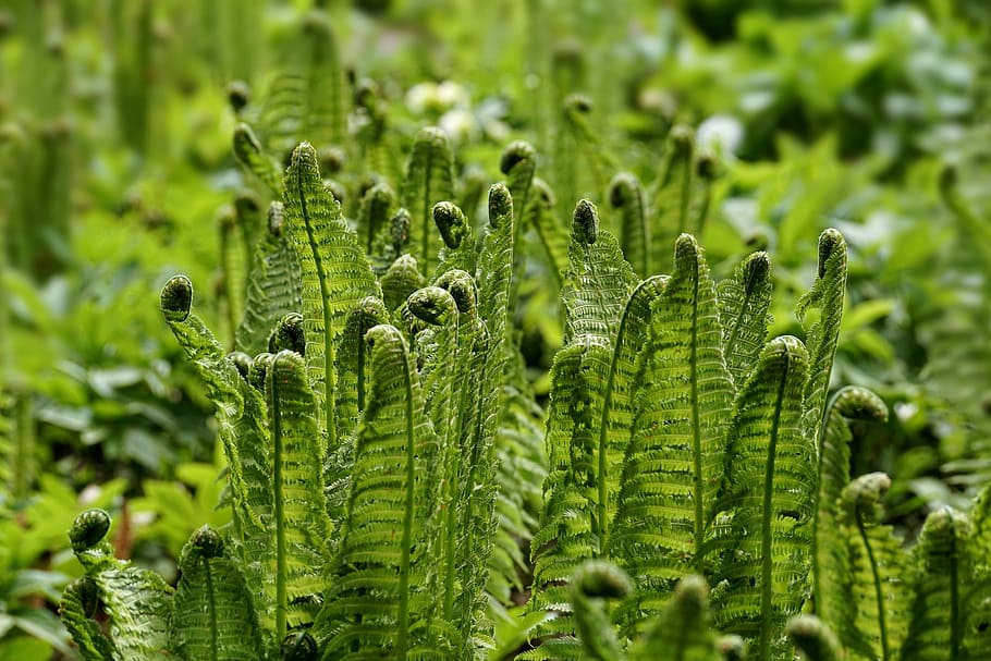 selective, focus photography, green, fern plants, daytime, fern, fiddlehead, vessel sporenpflanze, plant, structure