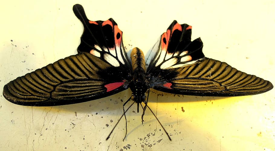 Butterfly, Lame Duck, Insect, the antennæ, close-up, animal themes, day, animal, indoors, invertebrate