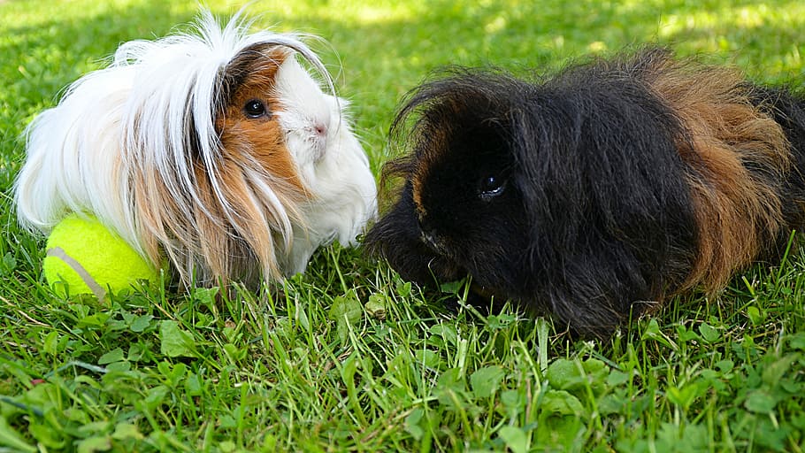 Black, White, Guinea Pig, black, white, long-haired guinea pig, guinea pig peruwianka, guinea pig alpaca, mumps, domestic animals, grass