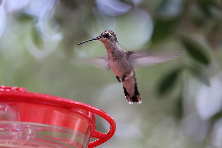 hummingbird, closeup, wildlife, natural, bird feeder, backyard, bird, animal themes, animal, animal wildlife