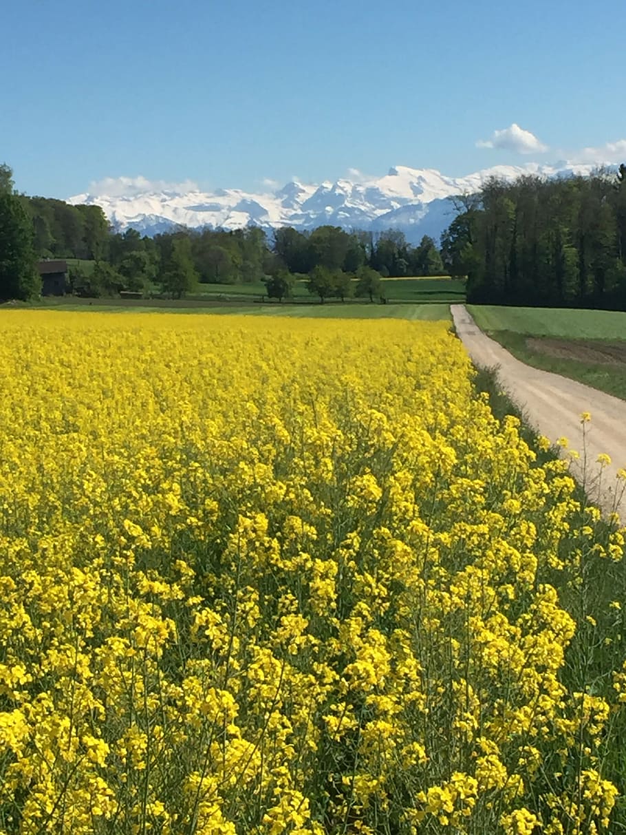 spring, field, field of rapeseeds, blossom, bloom, fields, bright, alpine, panorama, bicycle path