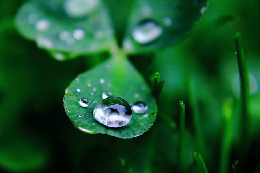 leaf, drop, flora, dew, rain, nature, droplet, growth, desktop, garden