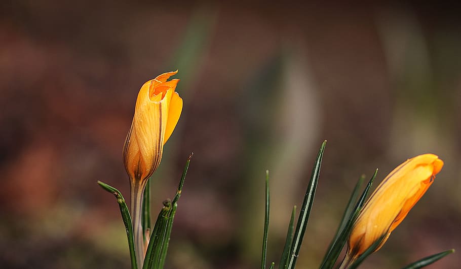 bokeh photography, two, yellow, flowers, garden, spring, crocus, flower, plant, nature