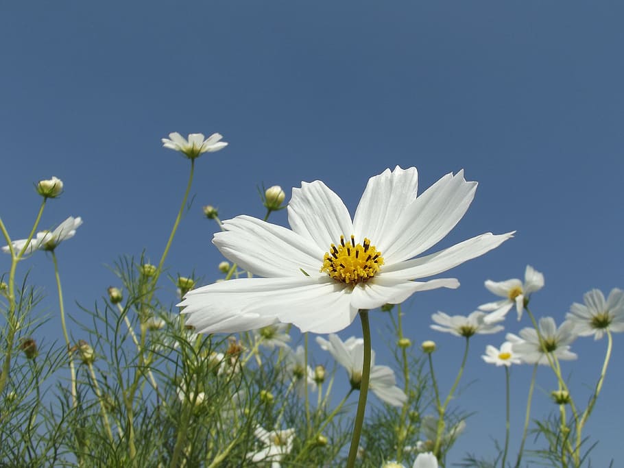 Flower, Cosmos, Blossom, Blooming, Plant, spring, summer, flora, nature, blue sky