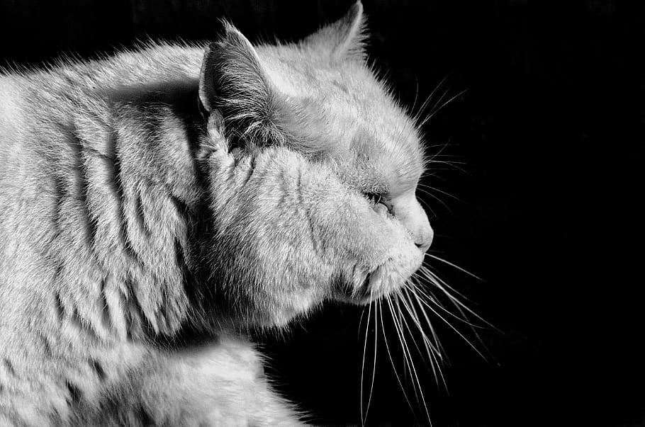 cat, black white, black background, animal, head, whiskers, pet, mammal, one animal, animal themes
