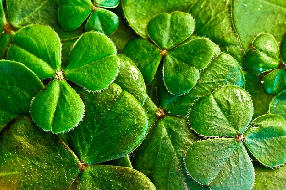 close-up photography, green, leaf plant, shamrocks, clover, st patrick's day, st paddy's day, irish, leaf, holiday