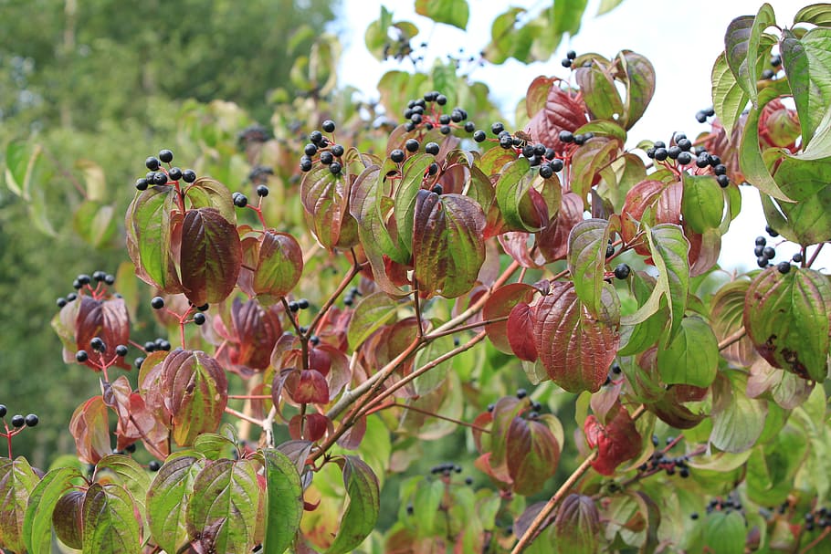 tua, musim gugur, beri, elderberry hitam, berteriak, daun berubah warna, pertumbuhan, tanaman, keindahan di alam, close-up
