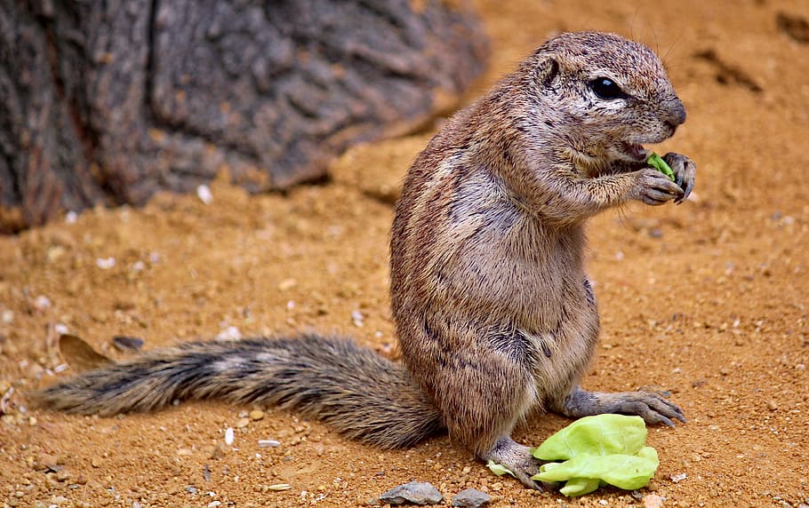 the squirrel, called cape, african, rodent, mammal, animal, feeding, food, cabbage, sand