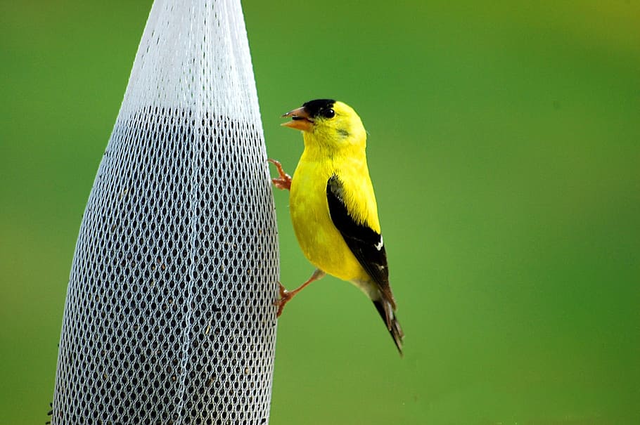 yellow, black, bird, white, net, golden finch, avian, wildlife, feeding, color