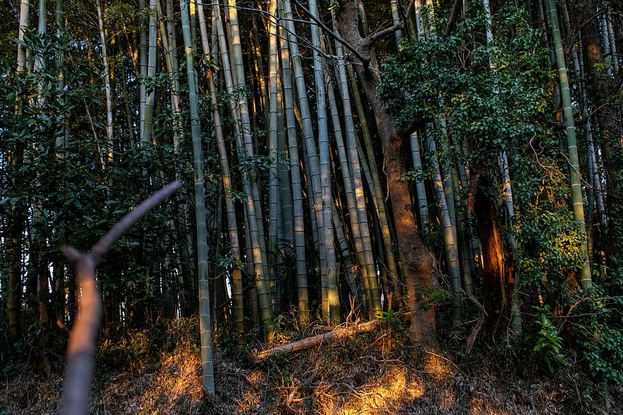 bambu, Jepang, Tokyo, forrest, Asia, zen, hijau, alam, menanam, Cina