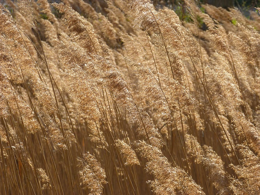 cañas, river, wind, wind action, feather dusters, riparian vegetation, gold, canamelar, plant, growth