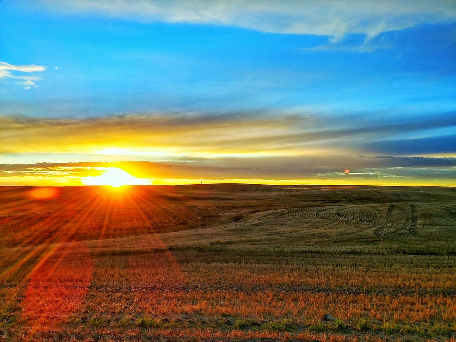 green, field, red, flowers horizon, prairie, sunset, landscape, rural, nature, sky