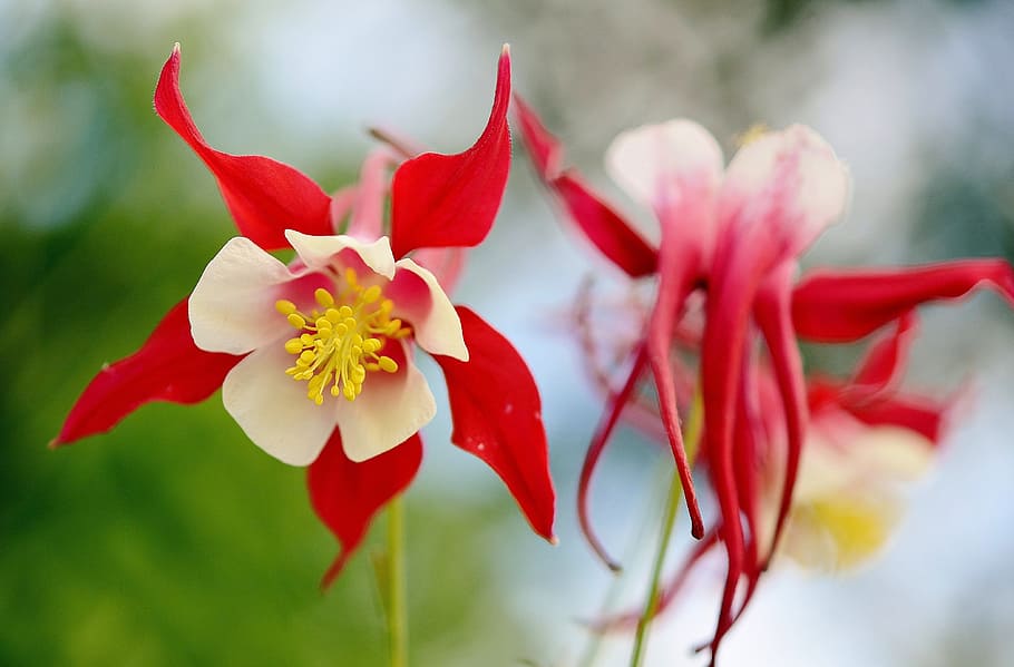 selective, focus photo, red-and-white, columbine flowers, flower, red, summer, plant, floral, green