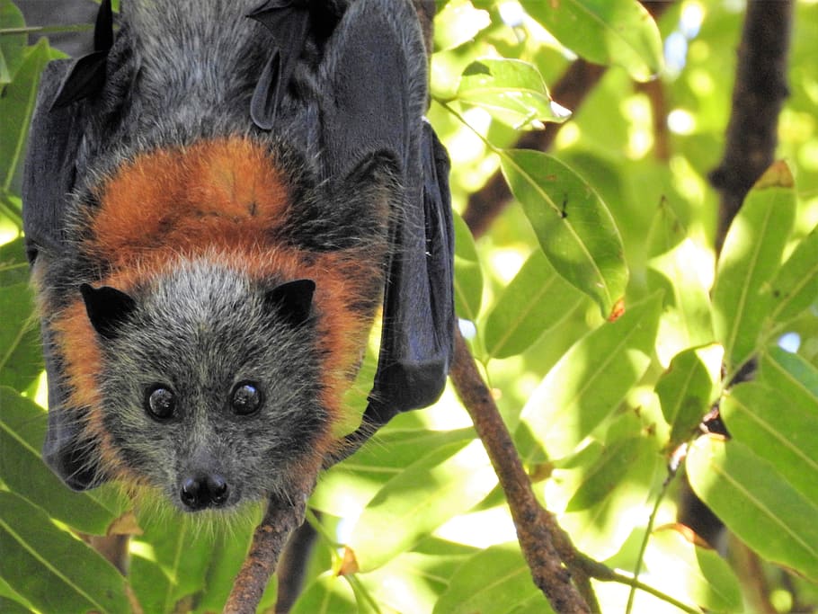 black, brown, fruit bat, tree branch, bat, wild, wildlife, environment, hanging, flying fox