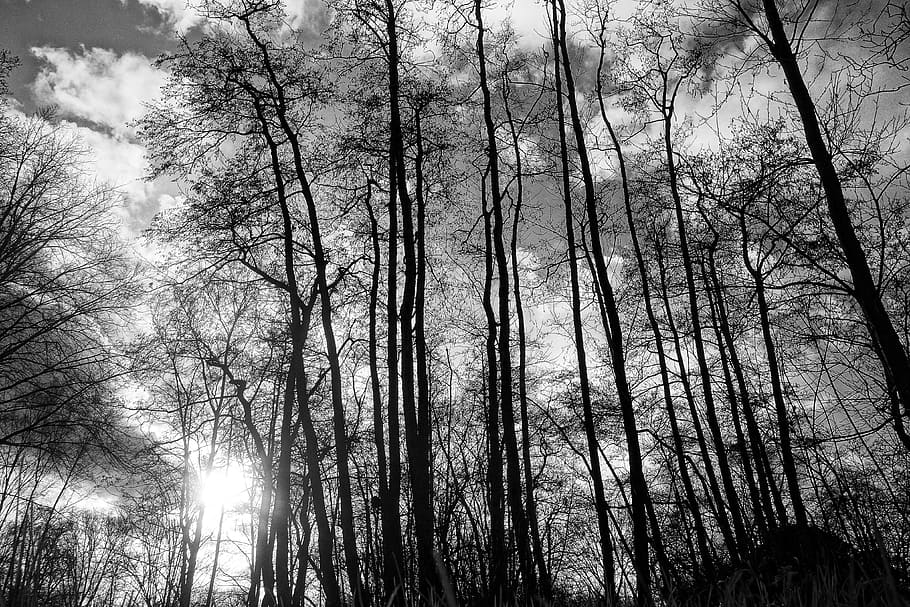 trees, wood, trunks, tree silhouettes, bare tree, winter trees, slender, rising up, skies, clouds
