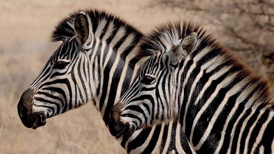 two zebras, zebra, wild animal, africa, stripes, drawing, zebra stripes, black and white striped, animal wildlife, animal themes