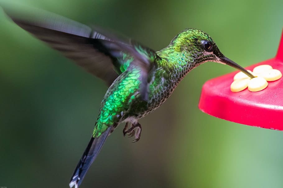superficial, foto de enfoque, verde, colibrí, pájaro, ala, mosca, exótico, aleteo, rápido