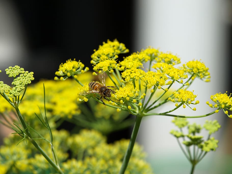 bee, fennel, yellow, flower, flowering plant, animal, animal wildlife, invertebrate, animal themes, insect
