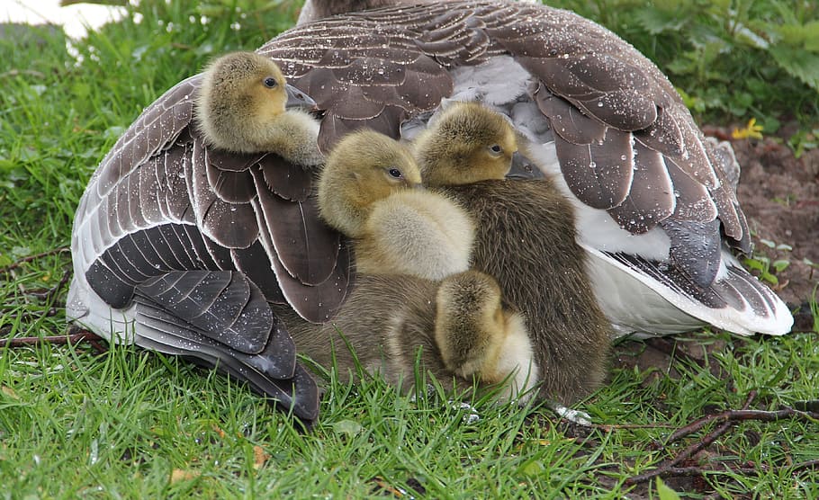 four, ducklings, gray, white, duck, green, grass, graugans chick, in plumage mother, protection against rain fluffy