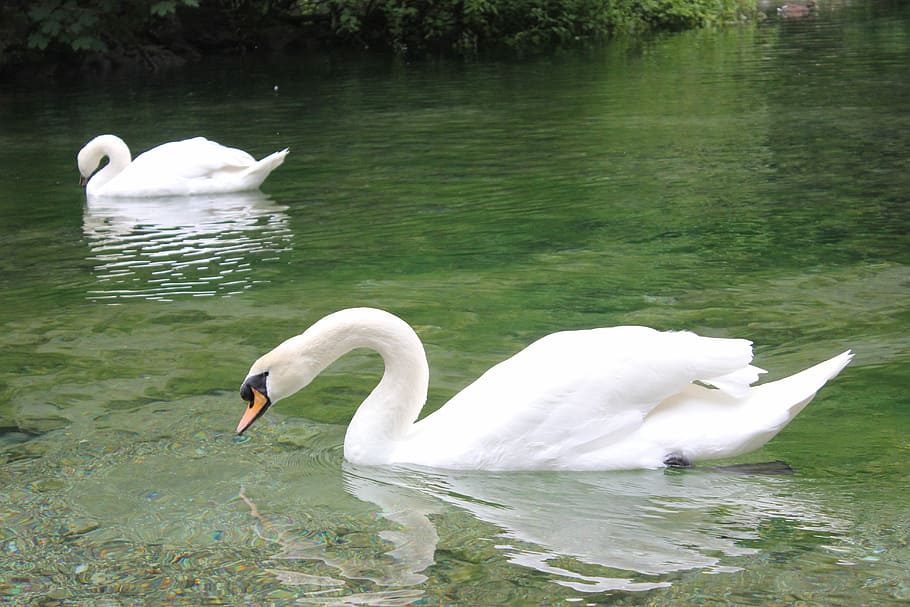 Igman, Lake, Bosnia, Swan, White, animals in the wild, bird, one animal, water, vertebrate