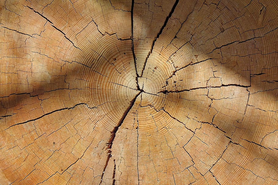 wood, tribe, annual rings, log, texture, nature, structure, grain, cross section, old
