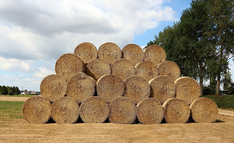 Straw Bales, Field, Stubble, straw, round bales, summer, agriculture, hay, straw role, hay bales