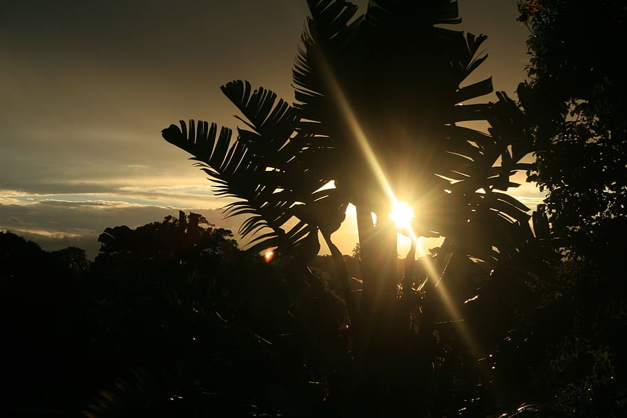 tree, wild banana, strelitzia, giant, sub tropic, sky, glow, sunset, sun, penetrating