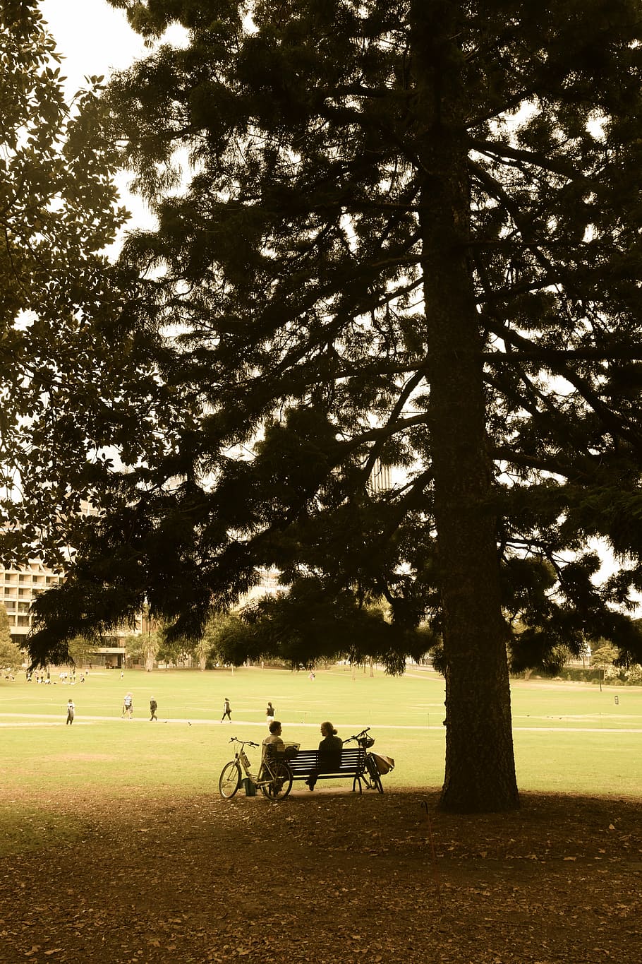 dialog, friends, park, tree, plant, nature, land, bicycle, field, real people