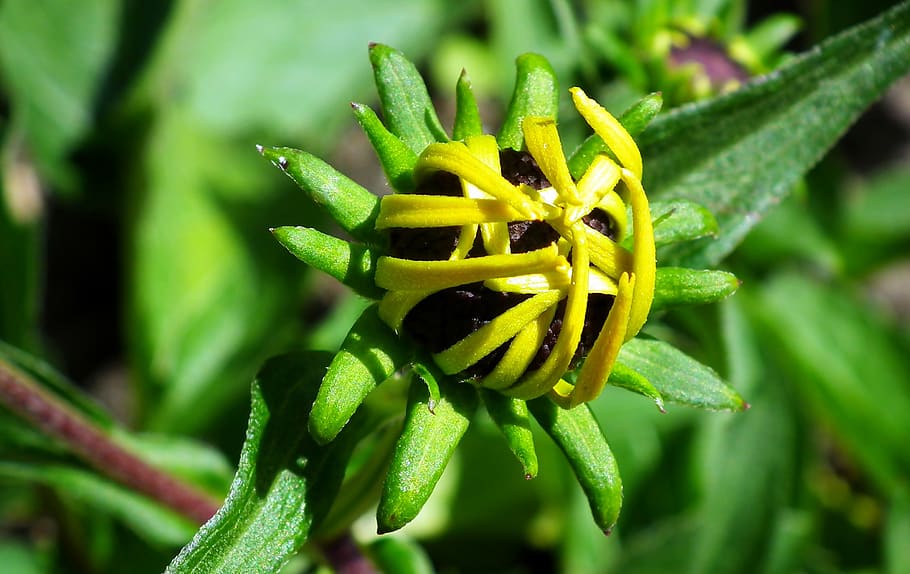 rudbeckia golden, flower, the blossoming of, beauty, nature, garden, the petals, closeup, summer, macro