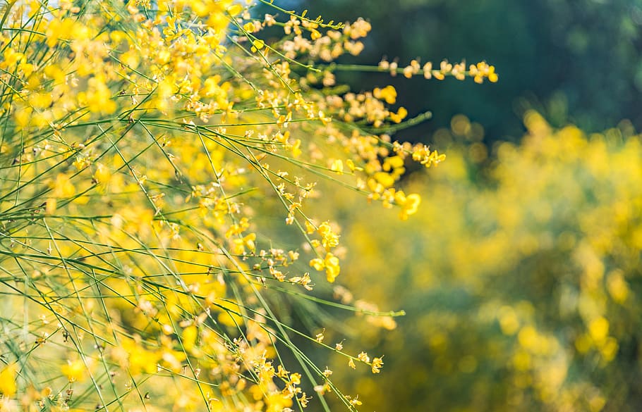 flower, yellow, color, summer, open country, plant, flowering plant, beauty in nature, freshness, nature