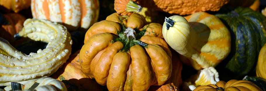 pumpkin, gourd, autumn, thanksgiving, decoration, harvest, halloween, decorative, autumn decoration, yellow