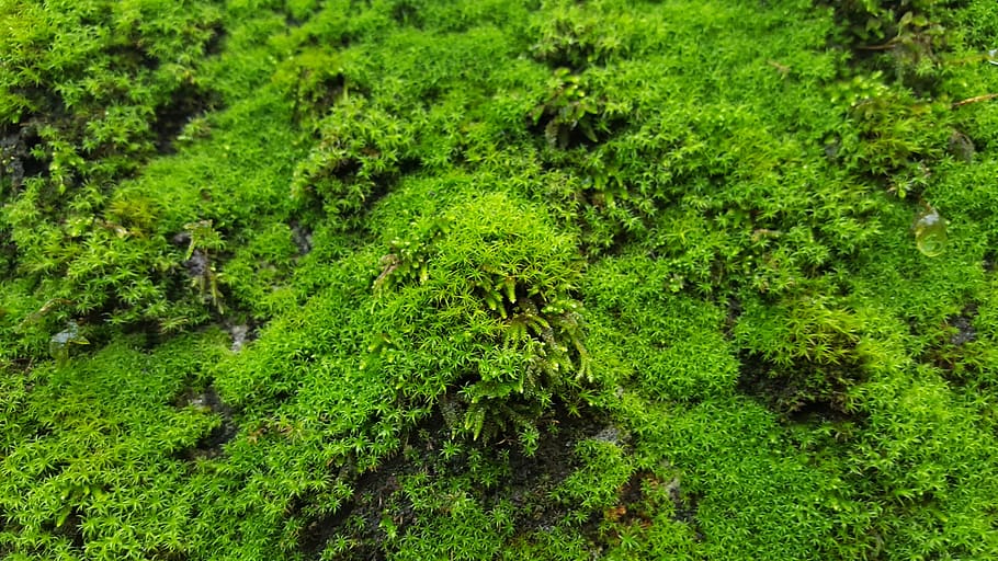 textures, lichen, green, nature, autumn, forest, green color, plant, growth, high angle view