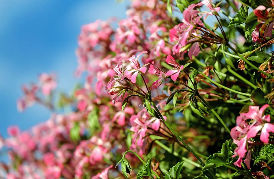 pink flowers, geranium, flowers, blossom, bloom, pink flower, terrace flowers, flower, flowering plant, plant