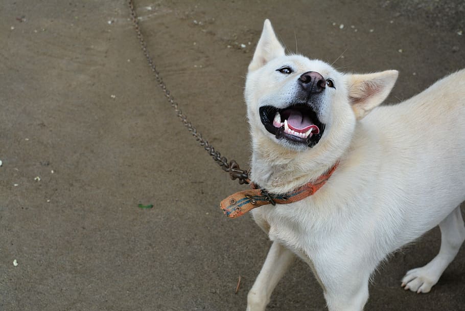 Puppy, Dog, Progress, the progress of the dog, korean jindo dog, friends, yard, dirt, smile, pets