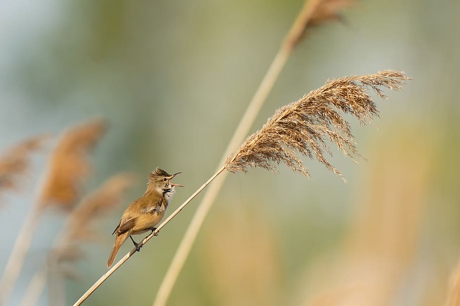 great reed warbler, bird, male, avian, reed, animal, wildlife, nature, lake, singing