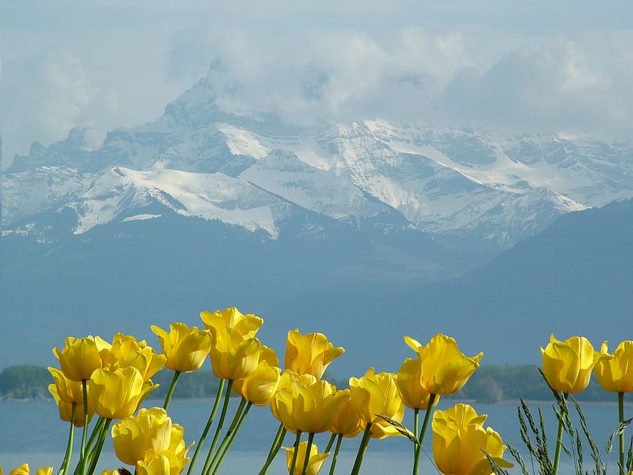 kuning, kelopak bunga, gunung topi salju, latar belakang, fotografi, bunga, tulip, montblanc, geneva danau, montreux