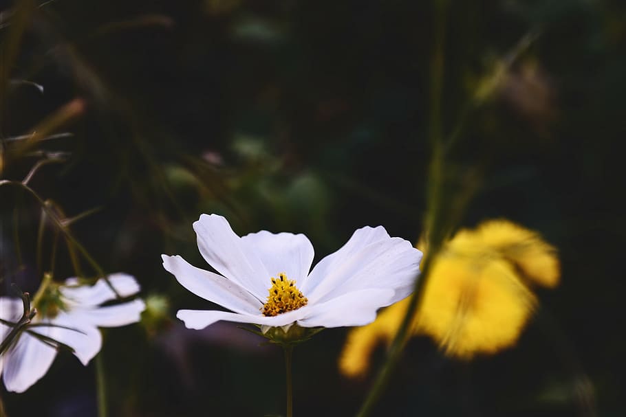 white flowers, white, cosmos, flower, flowers, nature, blossoms, branches, stems, stalk