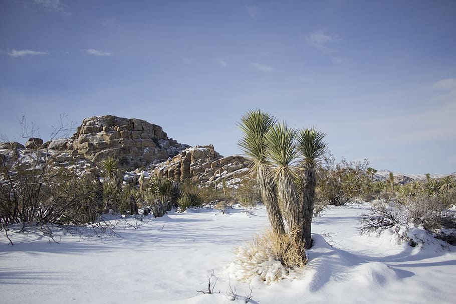 Landscape, Scenic, Winter, Snow, Cactus, joshua tree national park, california, outdoors, west, wilderness