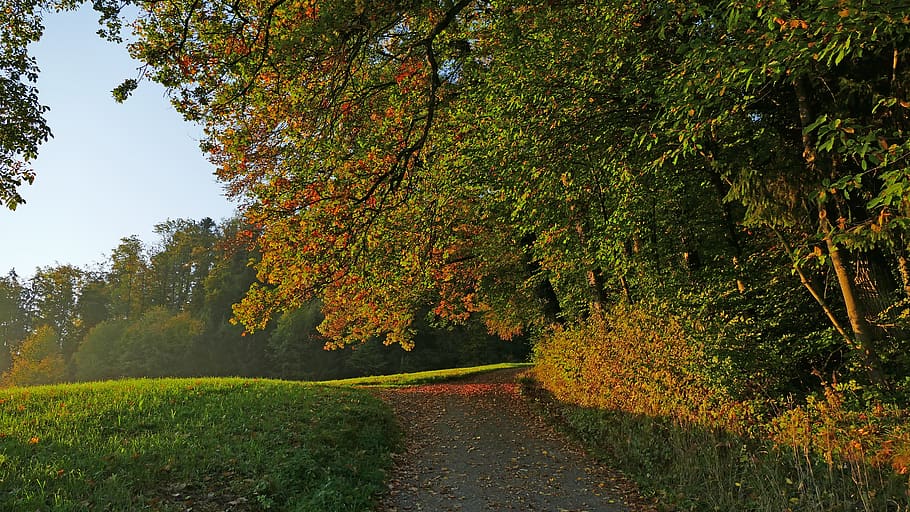 landscape, autumn, nature, forest, tree, leaves, sun, morning, light, away