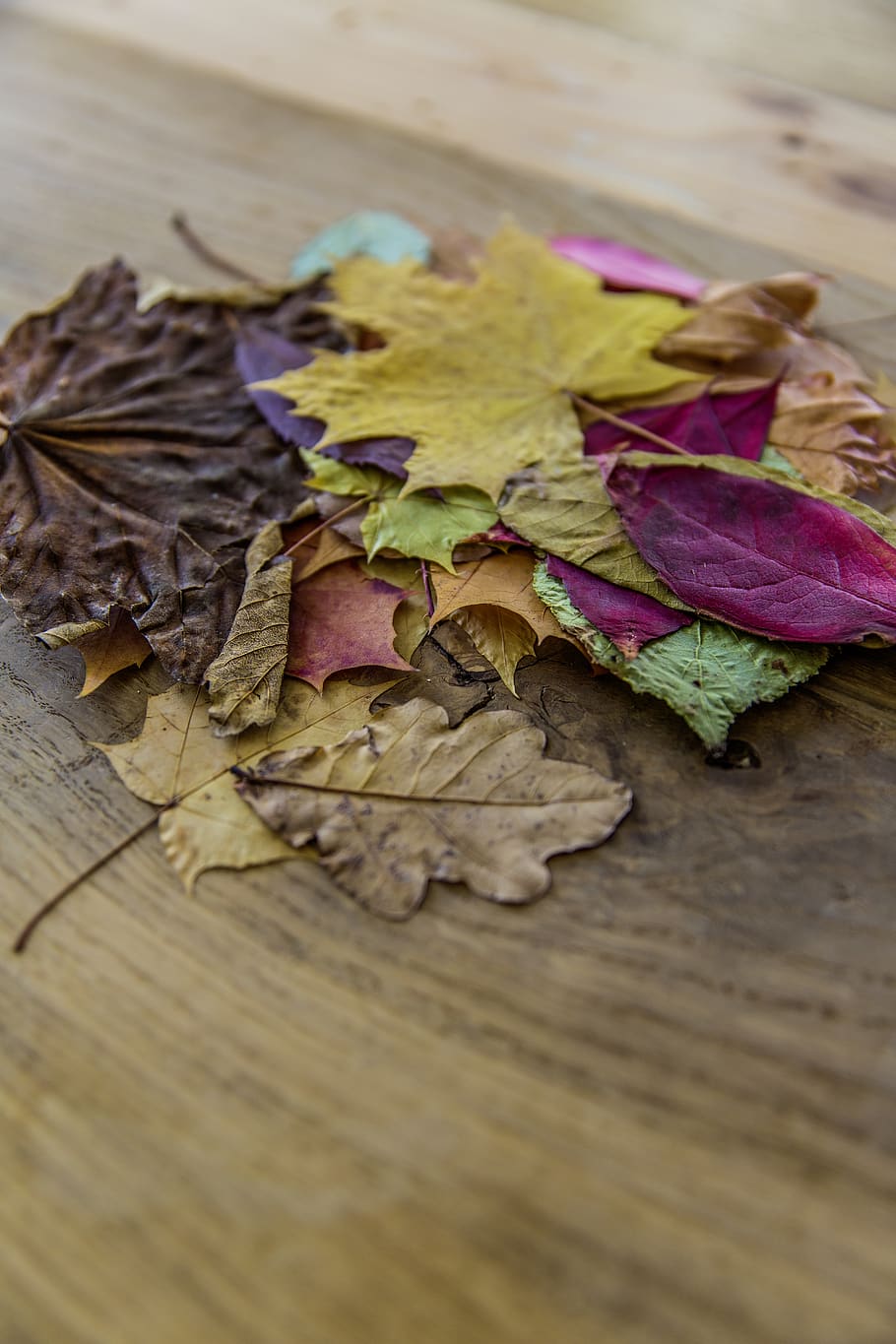 colorido, hoja, otoño, madera, piso, desenfoque, parte de la planta, enfoque selectivo, hojas, primer plano