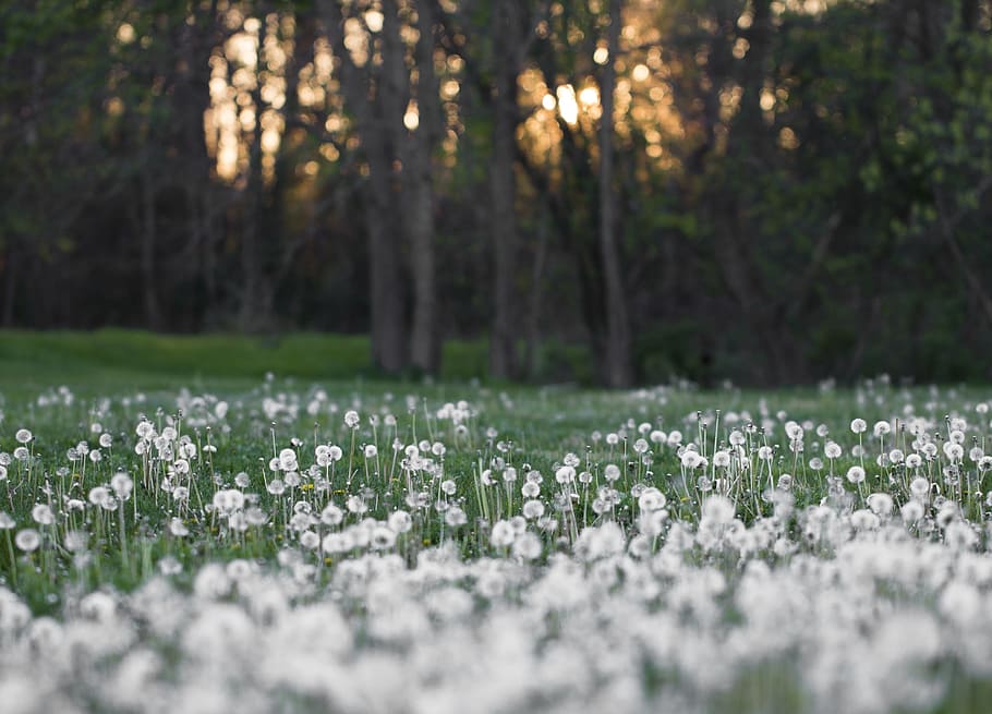 tilt shift lens photo, white, flower field, tilt shift lens, white flower, field, dandelions, spring, green, nature