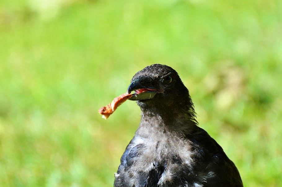 raven, raven bird, carrion crow, bird, crow, animal, black, common raven, bill, search for food