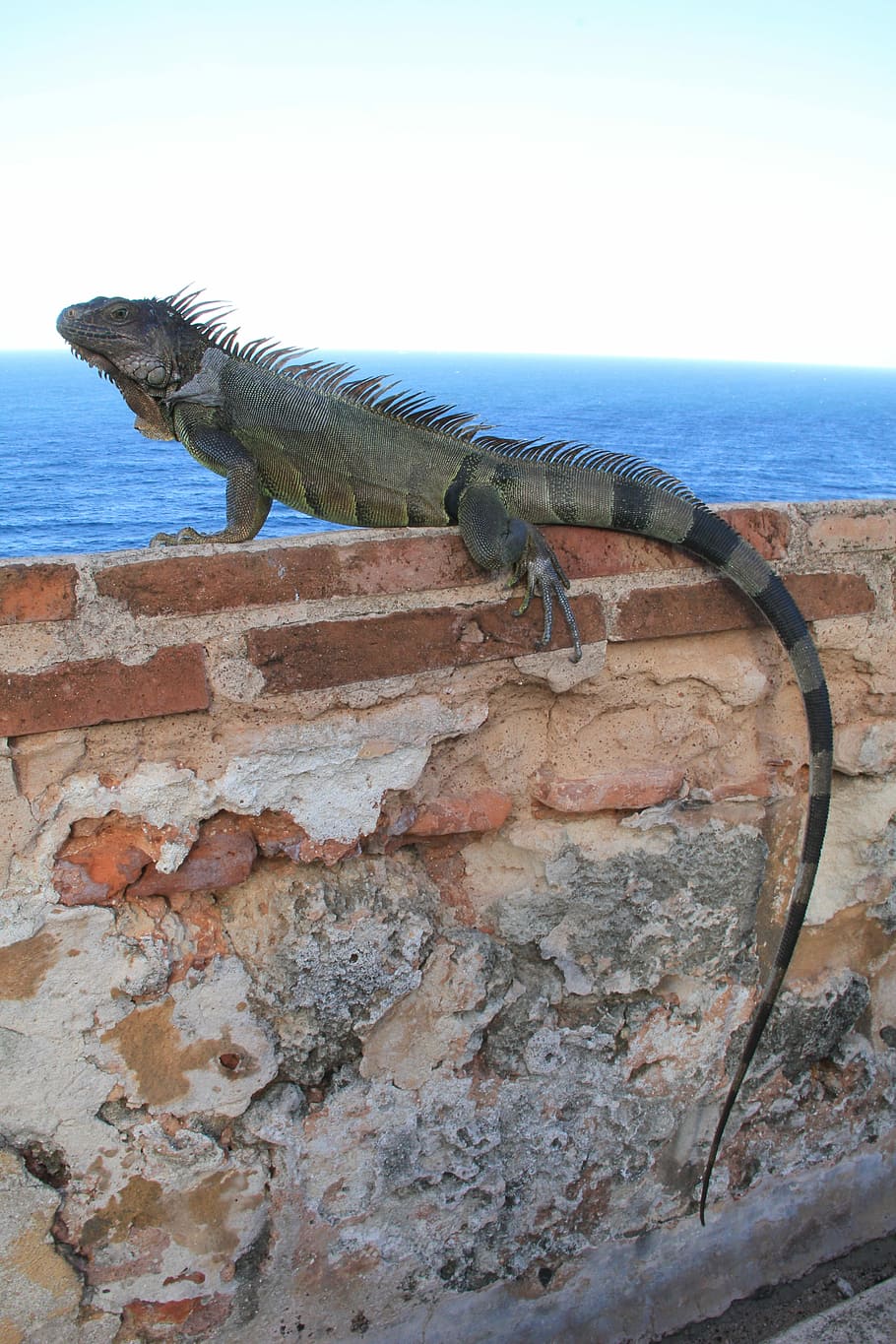 Iguana, Wall, Reptile, Lizard, Nature, wildlife, animal, stone, tail, caribbean