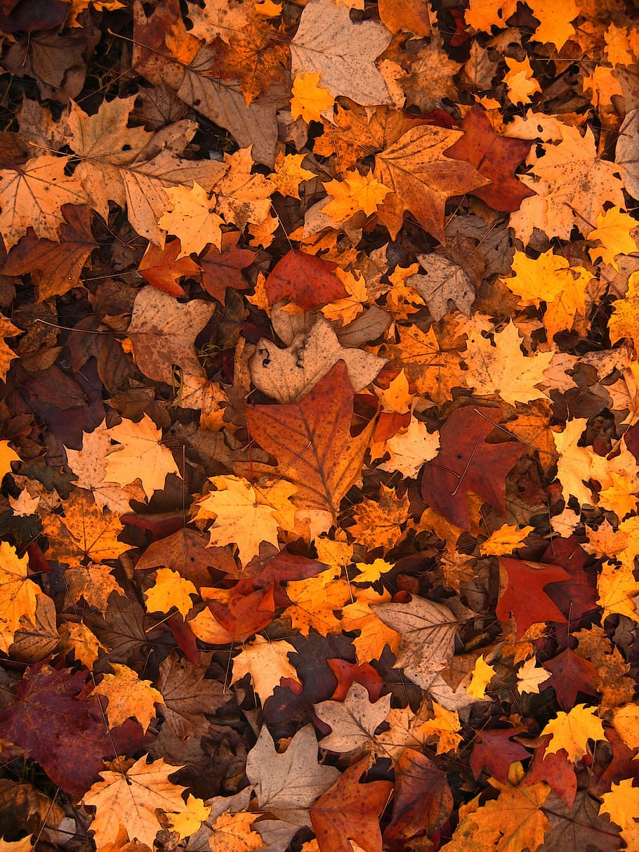 dried maple leaves, fall foliage, autumn, leaves, october, forest, brown, many, pattern, structure